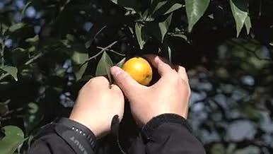 高清实拍橘子园摘橘子手部特写视频的预览图